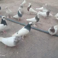۱۹تا کفتر