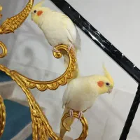 عروس هلندی