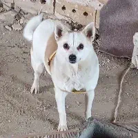 باخرز