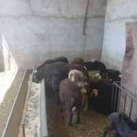 میش وبره