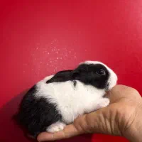 خرگوش 45روزه نژاد داچ