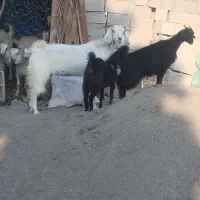 کهره فاریاب