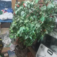 درختچه گیلاس با خرما .گلدان گل