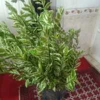 گل زیبا|گل و گیاه طبیعی|سنندج, |دیوار