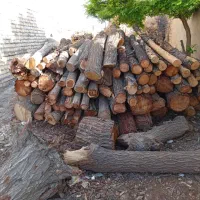 فروش چوب انواع درختان