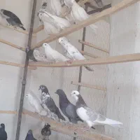 ۳۰جوفت جوجه تضمینی