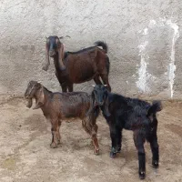 بز کهره دار