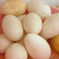 تخم نطفه دار قوغاز