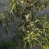 باغچه-244-متری