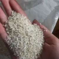 برنج سرلاشه و نیم دانه فجر درجه 1|خوردنی و آشامیدنی|مشهد, شهید قربانی|دیوار