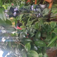 گلدان آپارتمانی