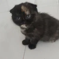 اسکاتیش|گربه|مشهد, شهرک امام هادی (شهرک غرب)|دیوار