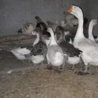8عددغاز محلی تازه یکی به تخم اومده