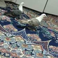 کفتر