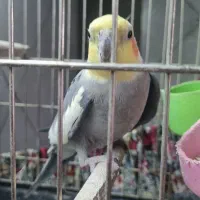 عروس هلندی نر