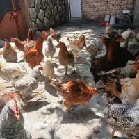 مرغ وخروس فریح