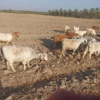 تعدادی بز پرواری چاق