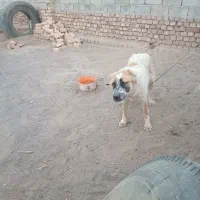سگ نگهبان
