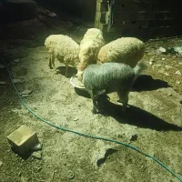 سه عدد گوسفند و یک بز