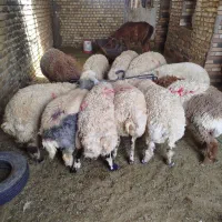 فروش تعدادی بره نر چاق