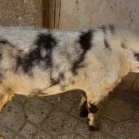 فروش  یه عدد  ساورین  جوان   ۲  سالشه