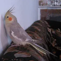 یک عدد عروس هلندی ماده
