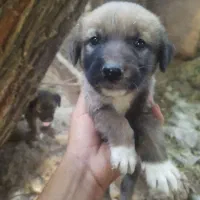 توله نژاد خراسانی
