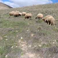 میش بره درجه یک