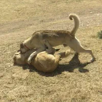 گمشده|حیوانات|شوط, |دیوار