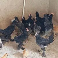 جوجه خروس مرندی