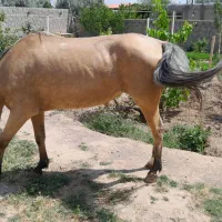 اسب|اسب و تجهیزات اسب‌سواری|تبریز, |دیوار