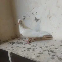 دم زرد نر
