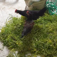 اخروس ۲تا مرغ گلین