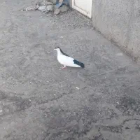 کلاغ دم