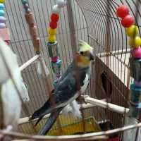 جفت عروس هلندی