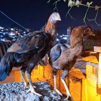 دوعدد جوجه مرغ ۳ماهه