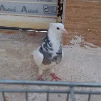 کبوتر