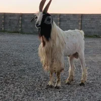 نر بز تخمی چاتمه