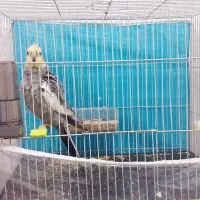 عروس هلندی نر