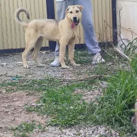 سگ پژدر