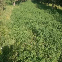 یونجه