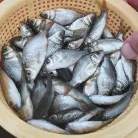 فروش بچه ماهی کپور آمور