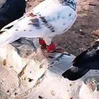 کفتر زیبا