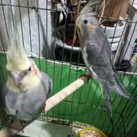 جوجه عروس هلندی دونخور