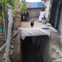 خروس زیبا