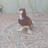 کبوتر پاپر خوشگل