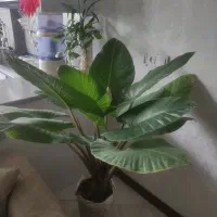 گل بابا ادم