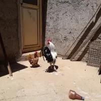 خروس سبرایت و خروس محلی