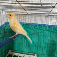 قناری ماده آماده فروشی سیرجان