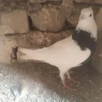 کبوتر